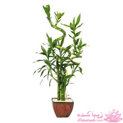 گیاهان آپارتمانی 